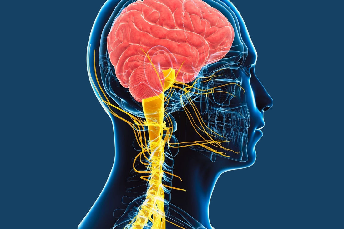 The Relationship Between Red Light Therapy and The Vagus Nerve - Kineon