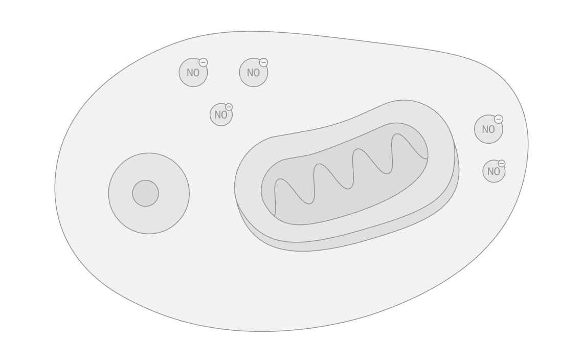 Nitric oxide is released — illustration