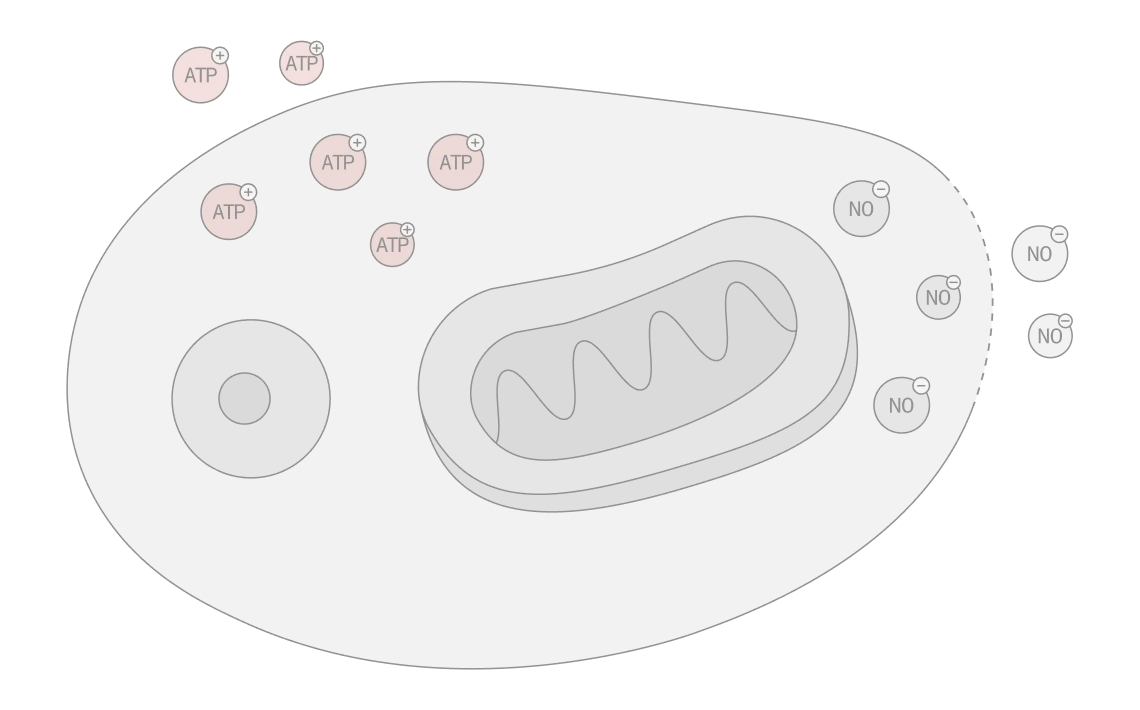 Cellular energy increases — illustration